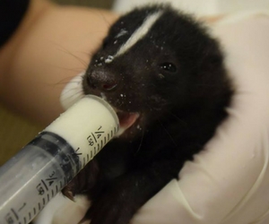 newc-baby-skunk