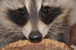 raccoons3