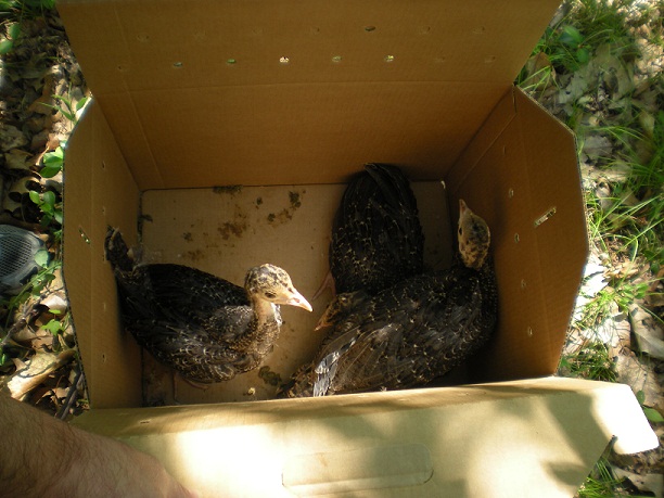 Our Patients: Wild Turkeys