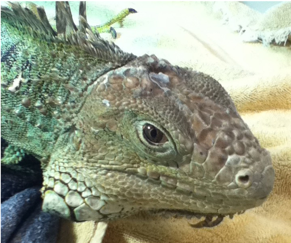 Odd Pet Vet: Ball Pythons and Iguana