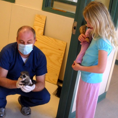 Report Raccoon Raccoon Reporter Visits Center | New England Wildlife Center