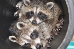 raccooncuddle