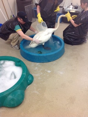 swanwash