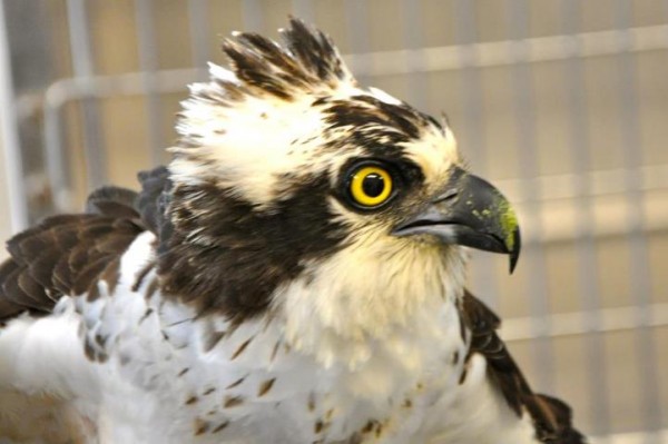 osprey for C.C. #2