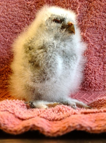 barredowl