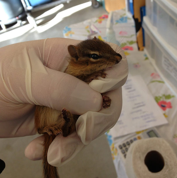 Chipmonk Useable