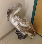 Malnutrition Swan Useable