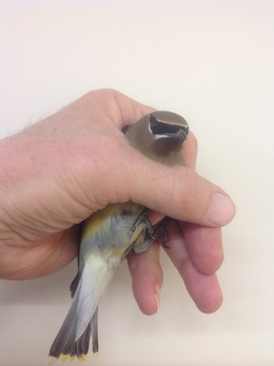 cedar waxwing car