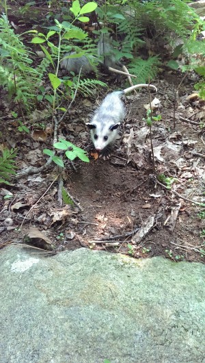 opossum release