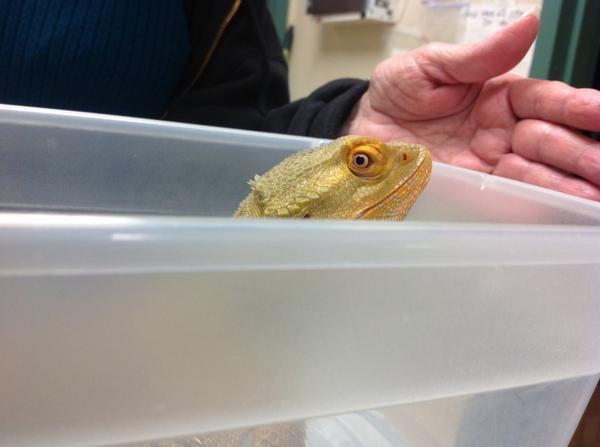 Bearded Dragon - Wildlife Images Rehabilitation and Education Center