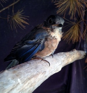 Bluebird Outside PL