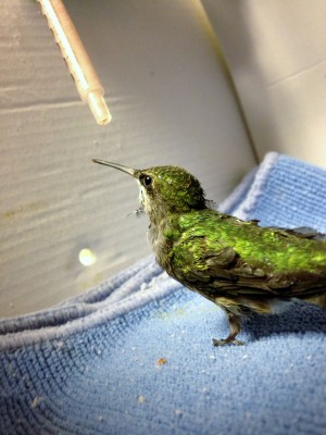 hummingbird