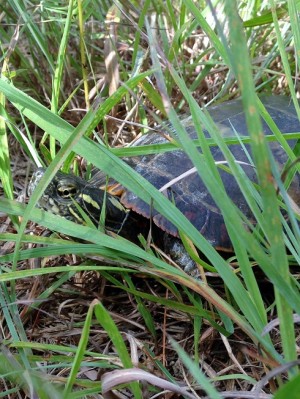 turtle release PL