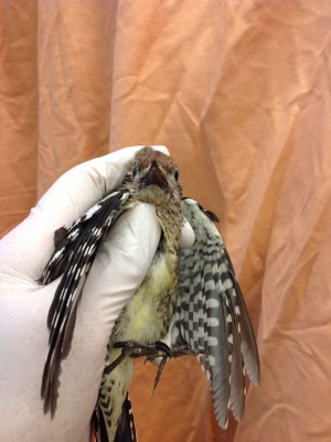 Yellow bellied sapsucker