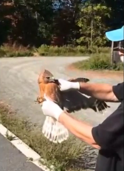 red shouldered release pic
