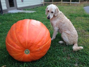 waffle pumpkin