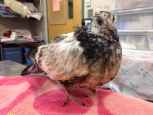 Oil Pigeon 2 PL