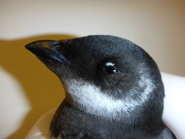 Dovekie
