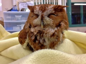 Eastern Screech Owl