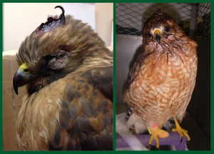 Red Shouldered Hawk Before and After PL