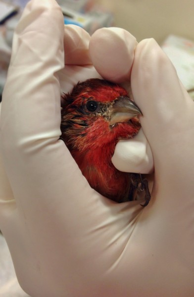 Finch