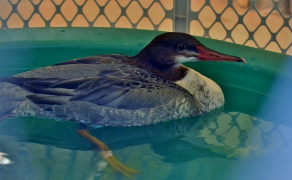Merganser2 PL