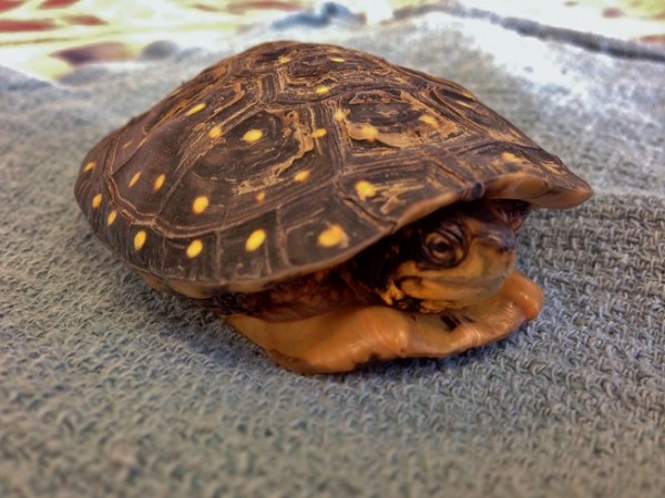 Spotted Turtle 2 PL