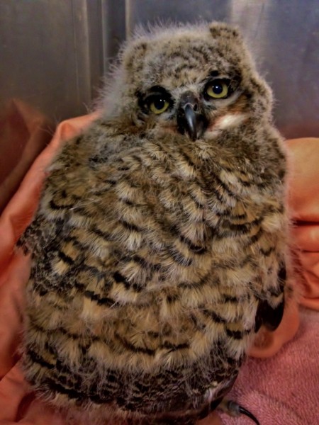 Great Horned Owl 1