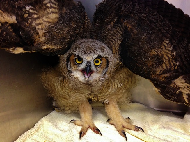 great horned owl pet