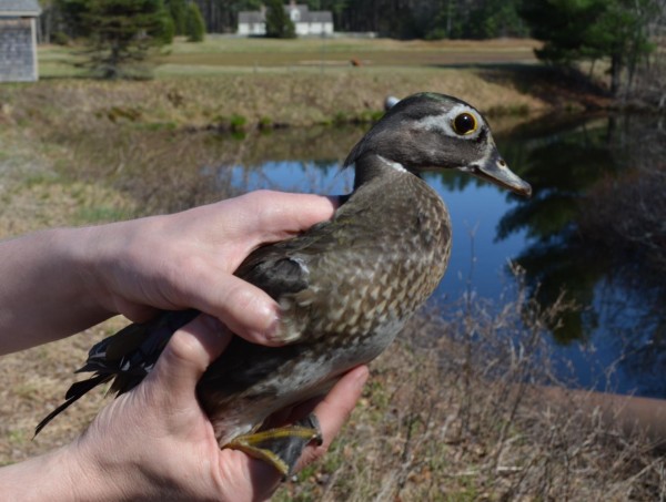 Wood Duck