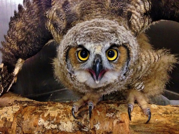 Great Horned Owl Post Infection PL