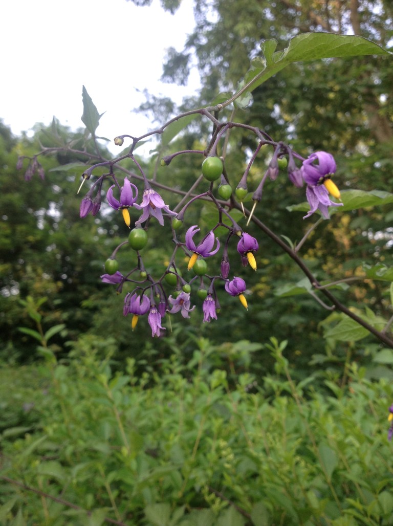 Deadly Nightshade New England Wildlife Center