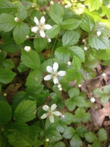 Dewberry