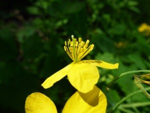 Greater Celadine 2
