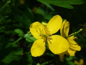 Greater Celandine 1