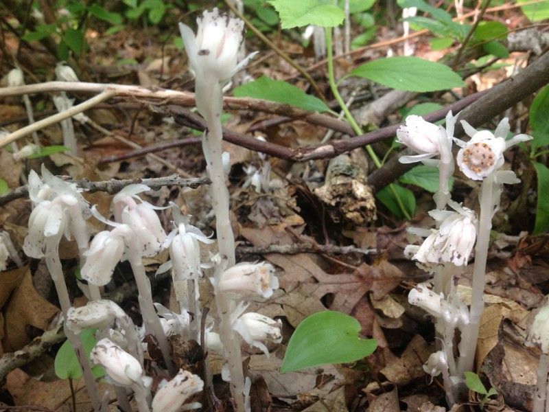 Indian Pipes New England Wildlife Center