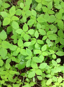 Jewelweed