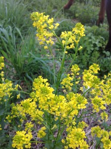 Mustard