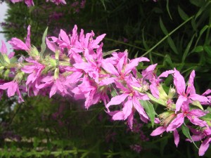 Purple Loosestrife