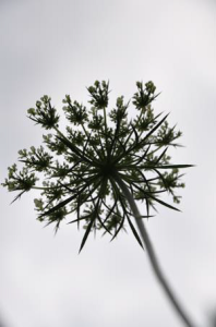 Queen Anne's Lace