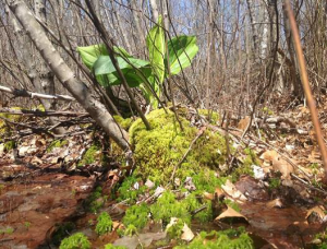 Skunk Cabbage 2