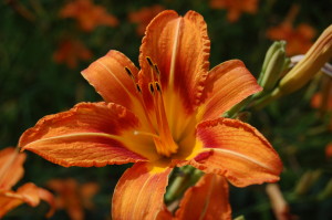 Tiger Lily