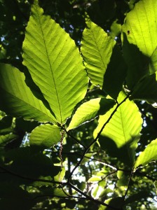 American Beech