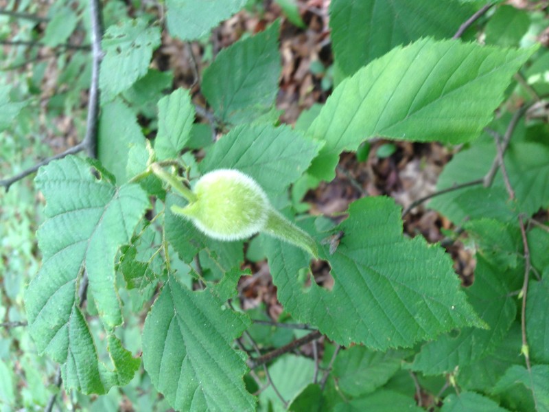 Beaked Hazelnut New England Wildlife Center
