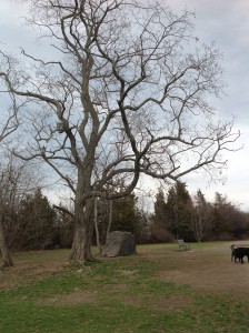 Black Locust