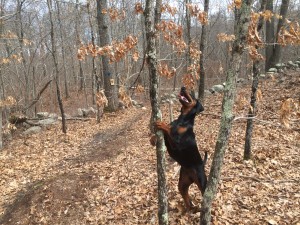 Black Oak
