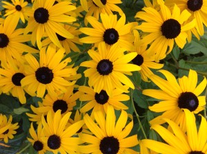 Black-eyed Susan