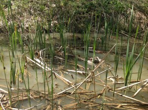 Cattail