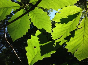 Chestnut Oak