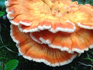 Chicken Fungus 2